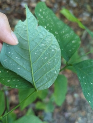 Cladrastis kentukea