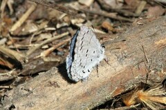 Celastrina ladon