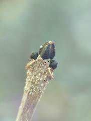 Fraxinus nigra