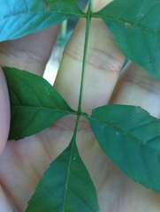 Fraxinus nigra