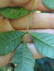 Fraxinus nigra