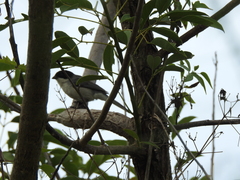 Microspingus melanoleucus