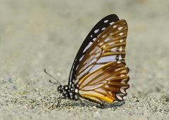 Graphium xenocles