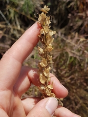 Linaria vulgaris