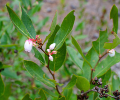 Lyonia lucida