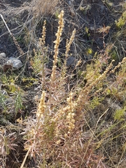 Linaria vulgaris