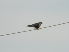 Falco femoralis