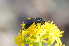 Lasioglossum fuscipenne