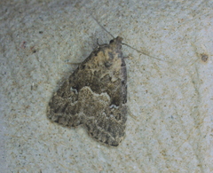 Hypenodes franclemonti