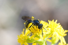 Lasioglossum fuscipenne