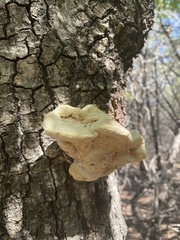 Laetiporus gilbertsonii