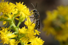 Lasioglossum fuscipenne