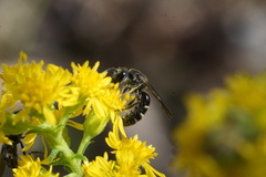 Lasioglossum fuscipenne