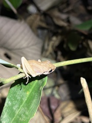 Pristimantis reichlei