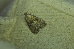 Hypenodes franclemonti