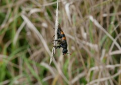 Nicrophorus interruptus