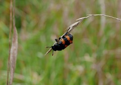 Nicrophorus interruptus