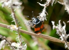 Nicrophorus interruptus