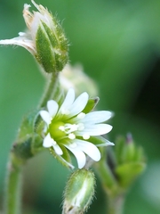 Cerastium fontanum