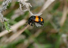 Nicrophorus interruptus