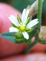 Cerastium fontanum
