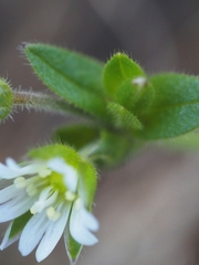 Cerastium fontanum