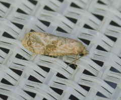 Cochylis bucera