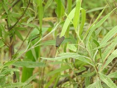 Ctenucha rubriceps