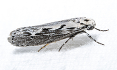 Ethmia discostrigella