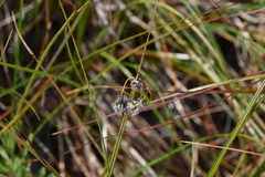 Eriophorum angustifolium