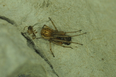 Pachygnatha