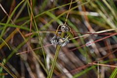 Eriophorum angustifolium