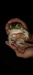 Incilius mazatlanensis