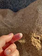 Hemitoma octoradiata