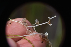 Utricularia intermedia