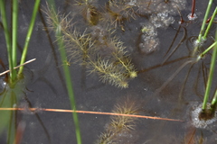 Utricularia intermedia