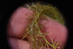 Utricularia intermedia