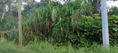 Arundo donax