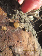 Mesites pallidipennis