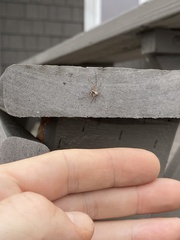 Philodromus spectabilis