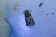 Macrurocampa marthesia