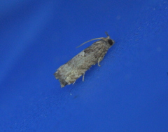 Eucosma