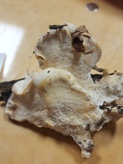 Pseudospongipellis delectans