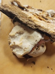 Pseudospongipellis delectans