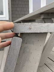 Philodromus spectabilis