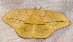 Lonomia electra