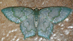 Chloropteryx diluta