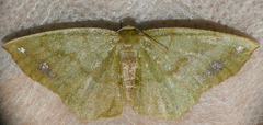 Himeromima aulis
