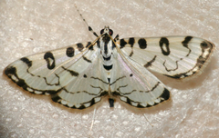 Conchylodes terminipuncta