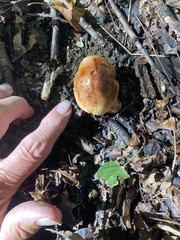 Tricholoma fulvum